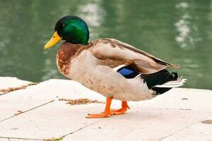 une canard permanent sur une ciment passerelle près une corps de l'eau photo