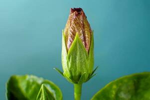 magnifique épanouissement fleur photo