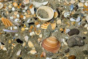 une variété de coquilles et autre mer créatures sur le le sable photo