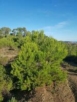 pin arbre grandit dans la nature photo