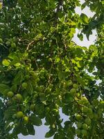 un abondance de prunes sur le branches de le prune photo