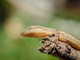 une lézard sur une arbre branche regards en haut. fermer vue de une lézard. photo