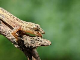 lézard sur une arbre branche. proche en haut. photo