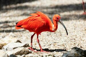 ibis écarlate. oiseau et oiseaux. monde aquatique et faune. faune et zoologie. photo