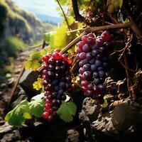 ai généré du vin vignoble, fermer raisins, futur du vin - ai généré image photo