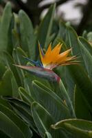 original Royal strelitzia fleur croissance dans Naturel habitat dans le ogora dans fermer photo