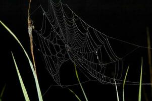 araignée sur noir Contexte photo