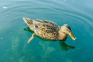 une canard nager dans le l'eau photo