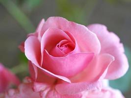 plante rose, fleur rose rose photo