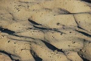 une oiseau est séance sur le le sable dans le Soleil photo