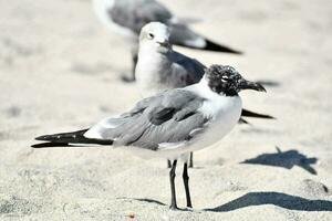 deux des oiseaux permanent sur le plage avec leur têtes tourné à le côté photo