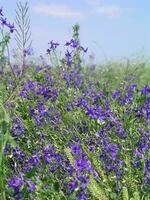 consolider regalis, bifurcation pied d'alouette, pied d'alouette fusée, et champ larkspur fermer de violet fleurs croissance dans une prairie. mon chéri et médicinal les plantes dans L'Europe . drogue les plantes photo