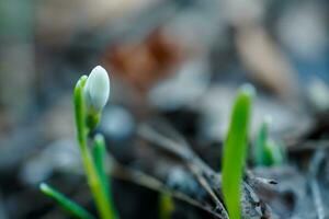 galanthus, perce-neige Trois fleurs contre le Contexte de des arbres. photo