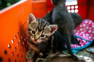 mignonne et abandonné chatons trouver abri dans une Plastique boîte. photo