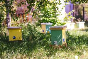 ruche essaim, faire augmenter de colonie, faire en haut noyau, nu ruche élevage. Jaune urticaire pour boutures de mon chéri les abeilles noyaux dans jardin parmi herbe photo