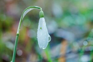 galanthus, perce-neige Trois fleurs contre le Contexte de des arbres. photo