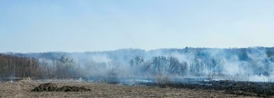 grande échelle forêt Feu. brûlant champ de sec herbe et des arbres. épais fumée contre bleu ciel. dangereux effets de brûlant herbe dans des champs dans printemps et l'automne. photo