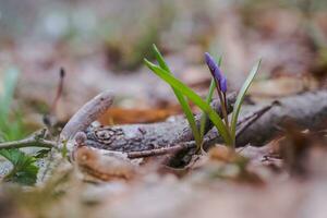 galanthus, perce-neige Trois fleurs contre le Contexte de des arbres. photo