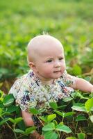le bébé rampe par une champ de soja avec Jeune choux avec vert Frais feuilles. photo