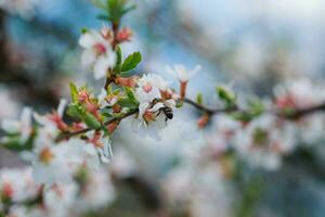 fleur de nankin Cerise prunus tomenteuse photo