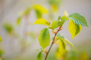 Jeune arbre feuilles dans printemps sur une flou Contexte photo