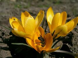 une abeille recueille nectar de blanc jacinthe photo