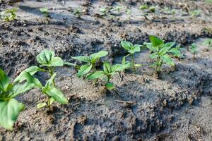 tournesol choux croissance en dehors de sol sur une ferme biologique champ. industriel cultivation de tournesols dans chaud Régions pour pétrole production, la volaille alimentation photo