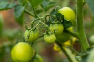 vert ne pas mûr tomates sur buisson croissance dans jardin sur branches. croissance éco nourriture pour végétariens. récolte concept. photo