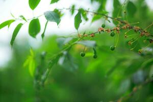 vert des fruits de prune des arbres, lequel commencer à mûrir, pendre sur une arbre branche photo