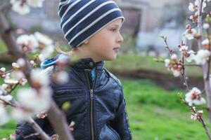 portrait de une peu garçon parmi Cerise fleurs dans printemps. une enfant sur une marcher cache derrière une buisson. cacher et chercher dans la nature. photo