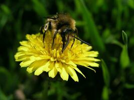 une abeille recueille nectar de une Jaune fleur pissenlit dans le mois de peut. mon chéri les plantes Ukraine. collecte pollen de fleurs et bourgeons photo