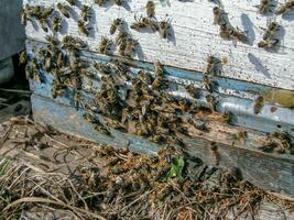 mort les abeilles près ruche. cadavres de les abeilles mensonge sur sol. les abeilles après-printemps survol. hors hiver les abeilles jeté en dehors nettoyage abeille photo