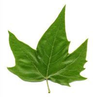 Avion ou platanus tree leaf isolated over white photo