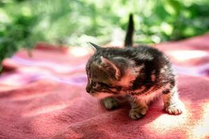 une perdu Cour chaton. rayé peu égarer chat sur le rue photo