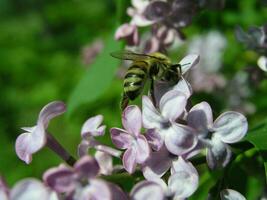 une abeille recueille pollen de le fleurs de lilas. premier lilas fleurs sur le des buissons. mon chéri les plantes Ukraine. collecte pollen de fleurs et bourgeons photo