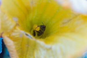 une abeille collecte nectar de une citrouille fleur. une abeille est assis sur le pilon de énorme Jaune citrouille fleur. photo