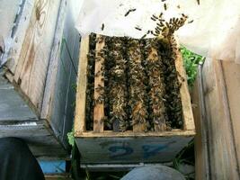 ruche avec ruches sur lequel là sont lot de les abeilles. les abeilles couverture photo