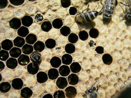 abeille colonie dans le Stock sur le Cadre avec une scellé nichée, pollen photo