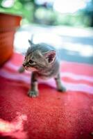 mignonne et abandonné chatons trouver abri dans une Plastique boîte. photo