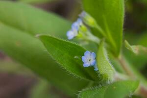 myosotis la sparsiflore, myosotis ou Scorpion herbes petit bleu fleurs avec 5 pétales et Jaune sert dans le Contexte de vert duveteux feuilles. photo
