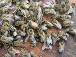 grappe requeenage par les abeilles, colonie de les abeilles. les abeilles a pris reine abeille à grappe après replanter, faux remplacement. travail les abeilles tuer reine abeille. photo