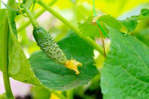 Jeune plante concombre avec Jaune fleurs. juteux Frais concombre fermer macro sur une Contexte de feuilles photo