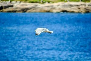 une mouette en volant plus de le océan près une rocheux rive photo