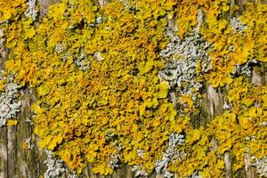 une proche en haut de une arbre avec Jaune lichen photo