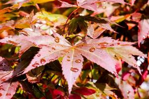 une proche en haut de une arbre avec rouge feuilles photo