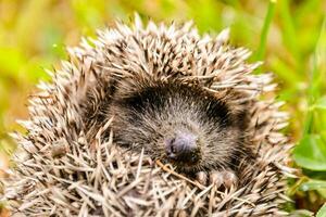 une hérisson est recourbé en haut dans le herbe photo