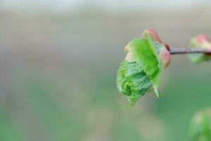 tilia cordée, à petites feuilles chaux, parfois petite feuille tilleul ou à petites feuilles tilleul premier vert feuilles photo