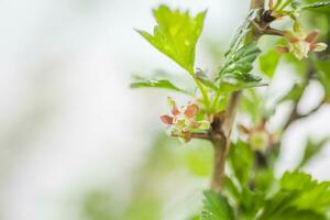 groseille à maquereau, ribes uva-crispa épanouissement dans printemps. fleur ribes grossularie fermer contre Contexte de feuilles. branches et Jeune pousse de fruit arbuste. photo