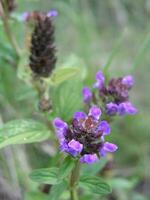 prunelle vulgaire, auto-guérison, guérir tout, plaie, cœur de la terre, charpentier herbe, brownwort et bleu boucles violet fleur croissance sur le champ. mon chéri et médicinal les plantes dans L'Europe . drogue les plantes photo