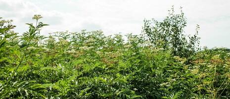 Frais plante valériane fleurs valériane officinalis avec baies. jardin valériane, jardin héliotrope et tout guérir fleurs dans Prairie dans été photo